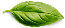 About 1 basil leaf